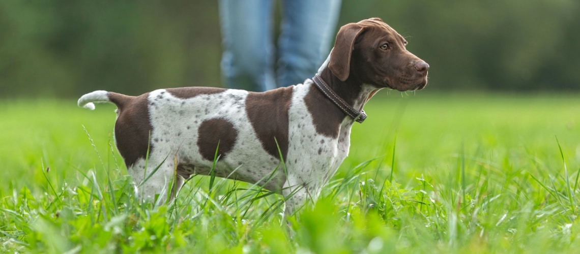 chien Braque français