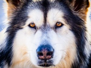 Malamute de l’alaska