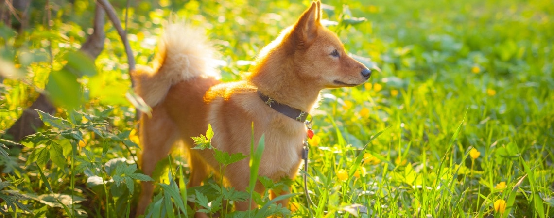 chien d'ours de Carélie