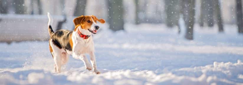 chien et le froid