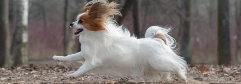 chien papillon