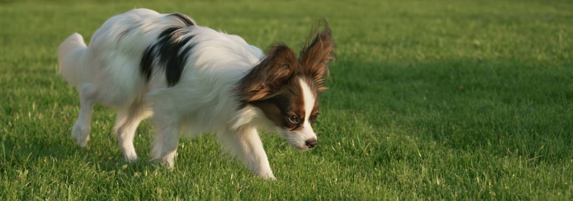 chien papillon 