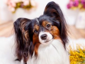 chien papillon