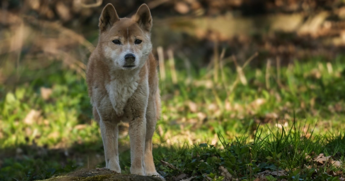 chien sauvage des Hautes-Terres