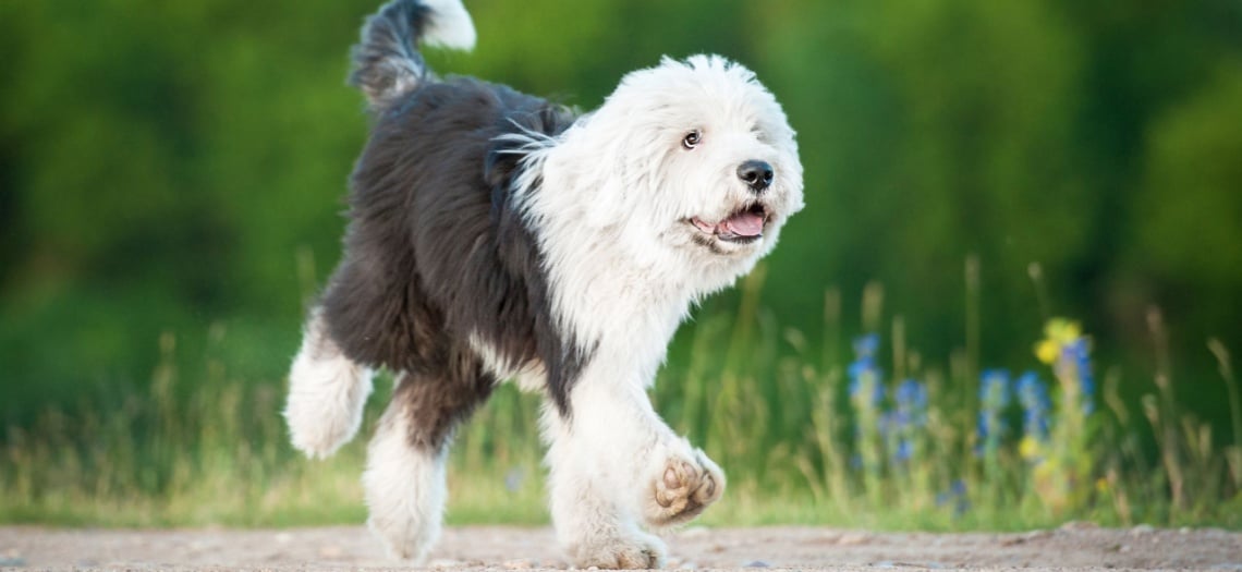 chiot Bobtail