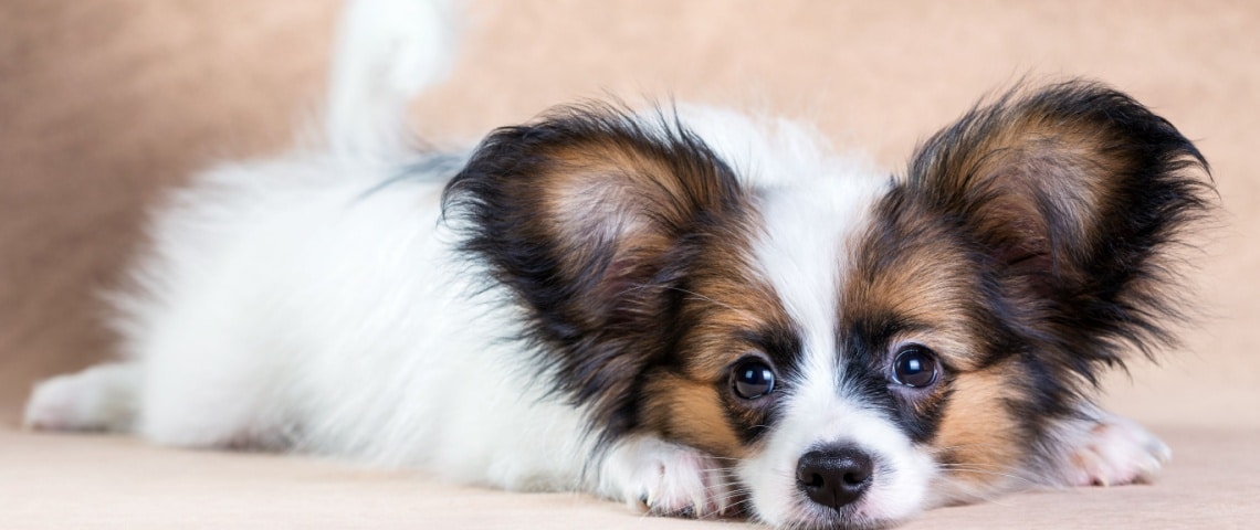 chiot Épagneul nain continental papillon