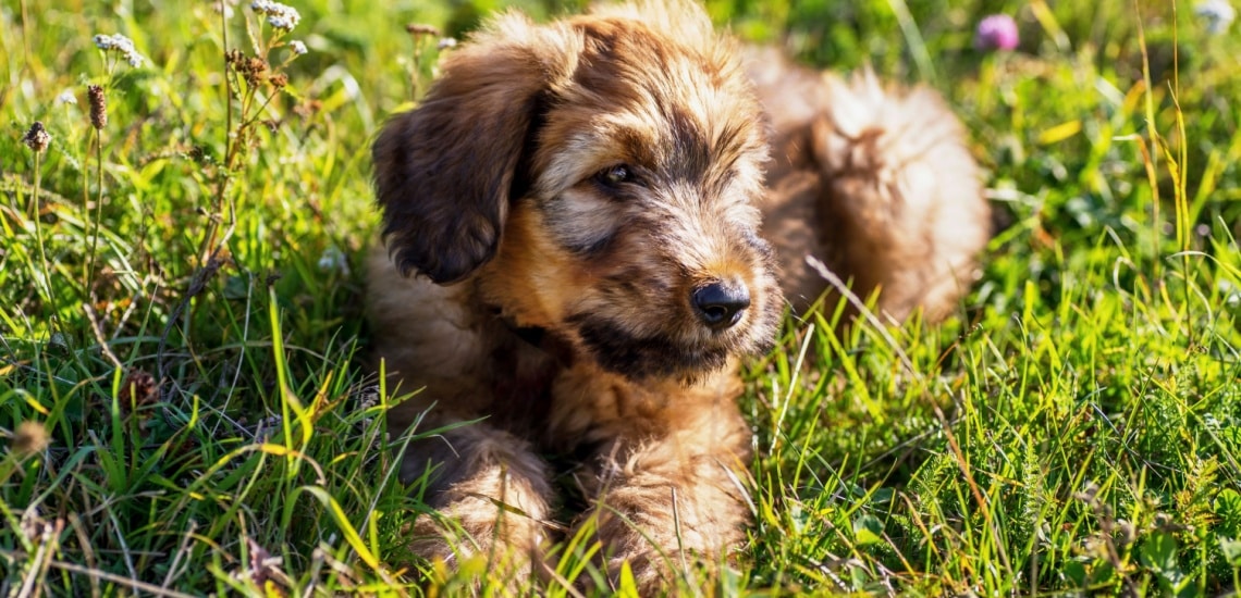 chiot berger de brie