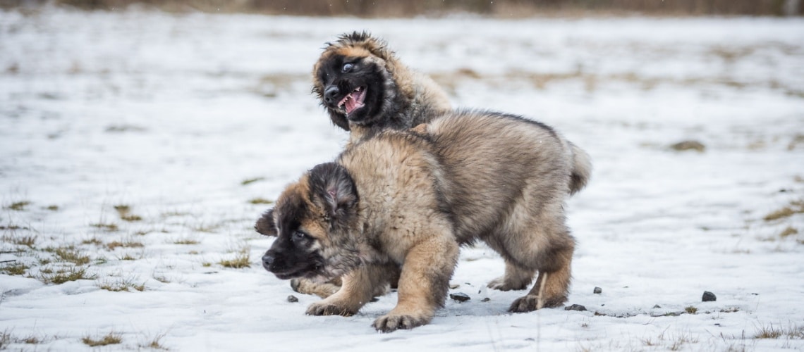 chiots Leonberg