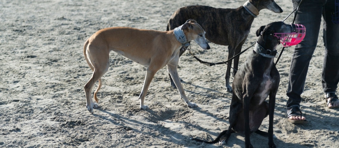 compatibilité galgo espagnol