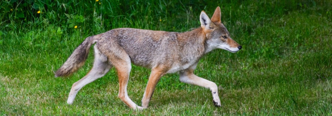 coyote