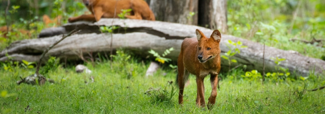 dhole