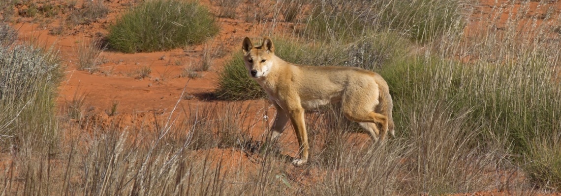 dingo chien sauvage