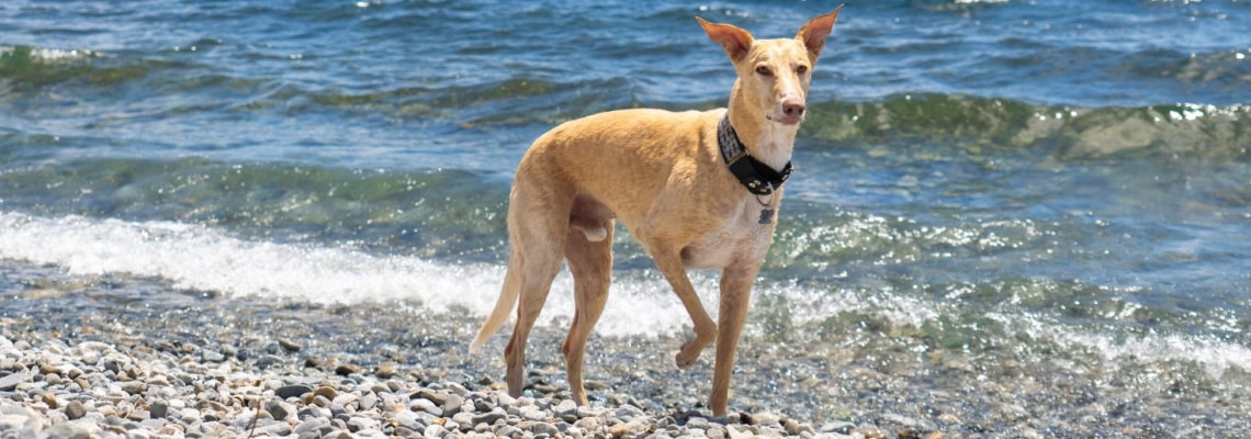 galgo espagnol