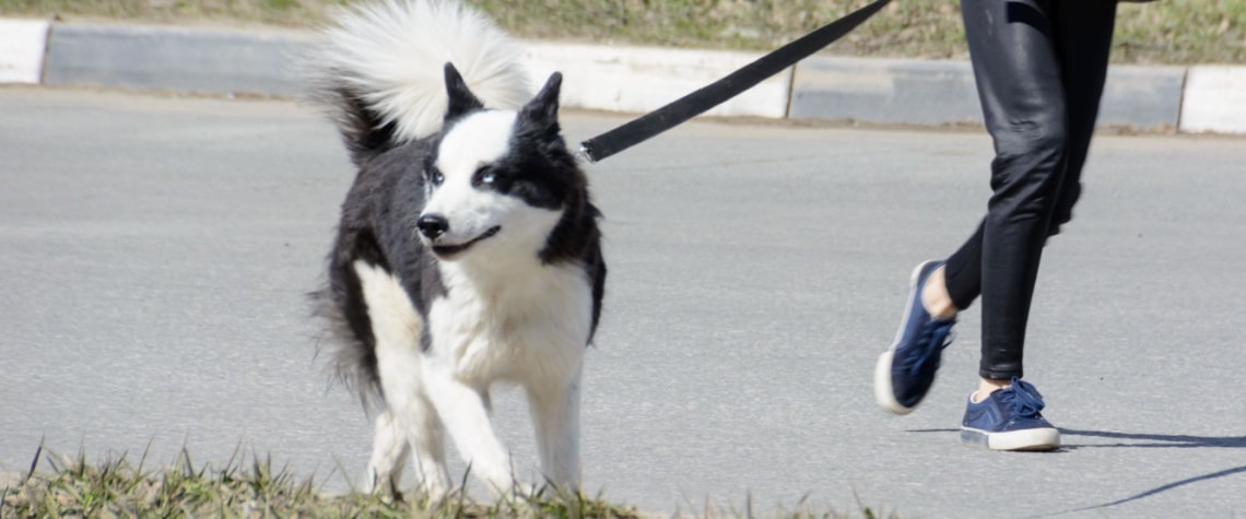 karelian bear dog