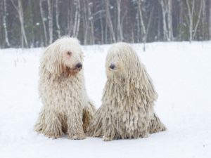 komondor