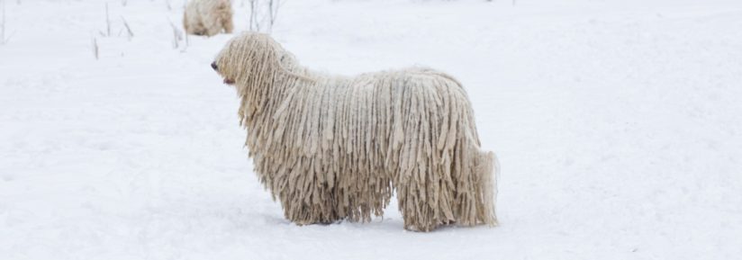 komondor