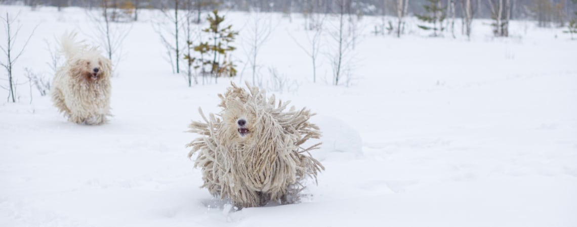 komondor chien du froid