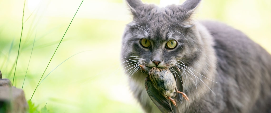 maine coon chasse oiseau