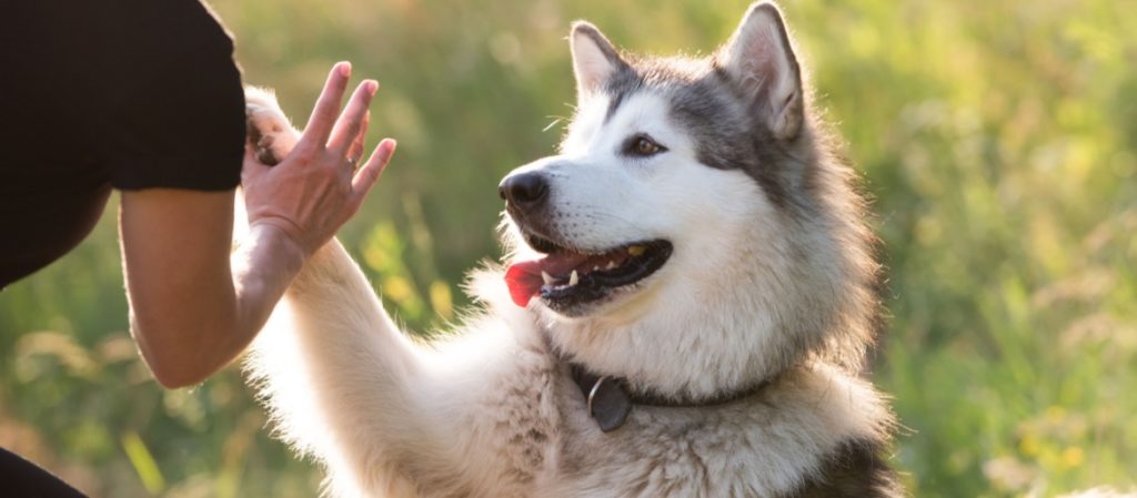 malamute de l'Alaska