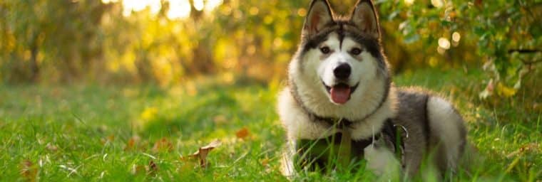 malamute de l'alaska