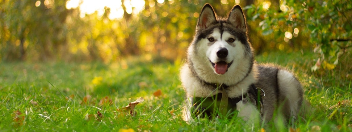 malamute de l'alaska