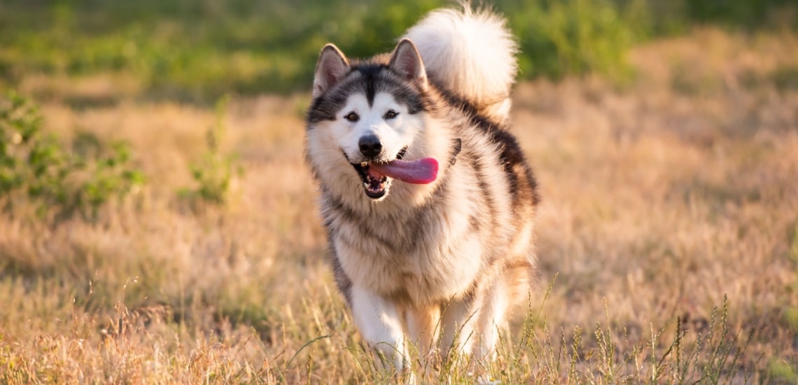 malamute de l'alaska