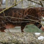 ocicat chasse