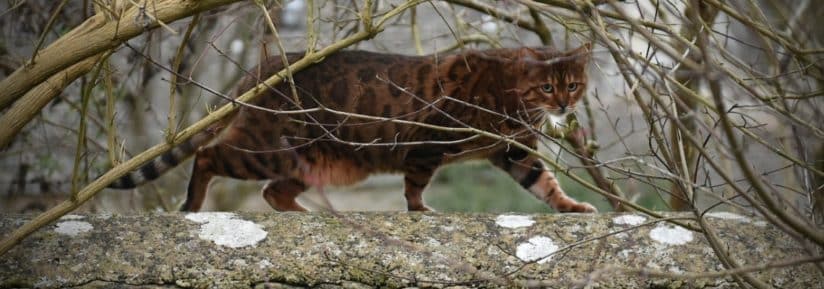 ocicat chasse