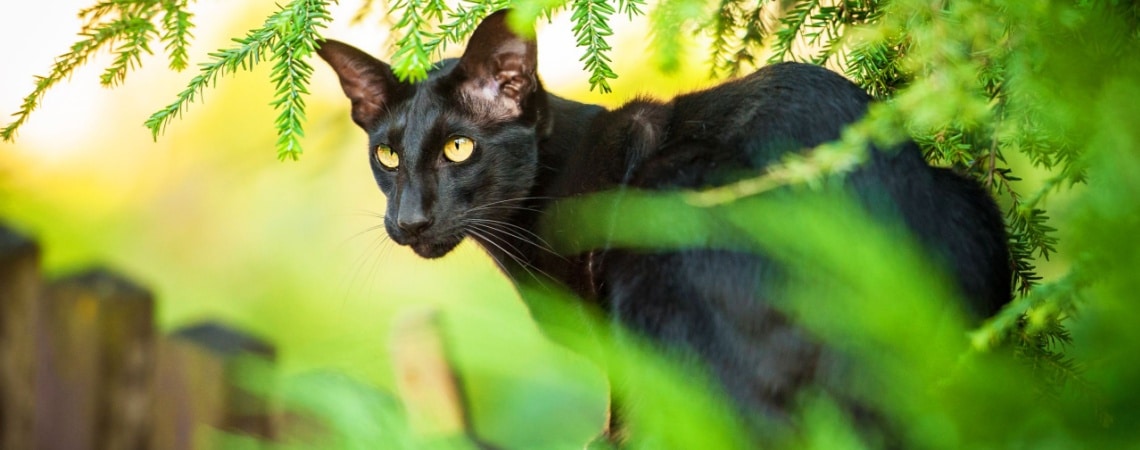 oriental shorthair chasse oiseau