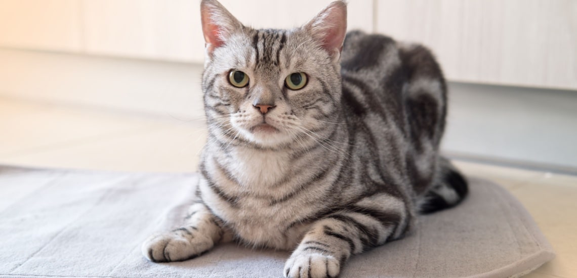 race american shorthair