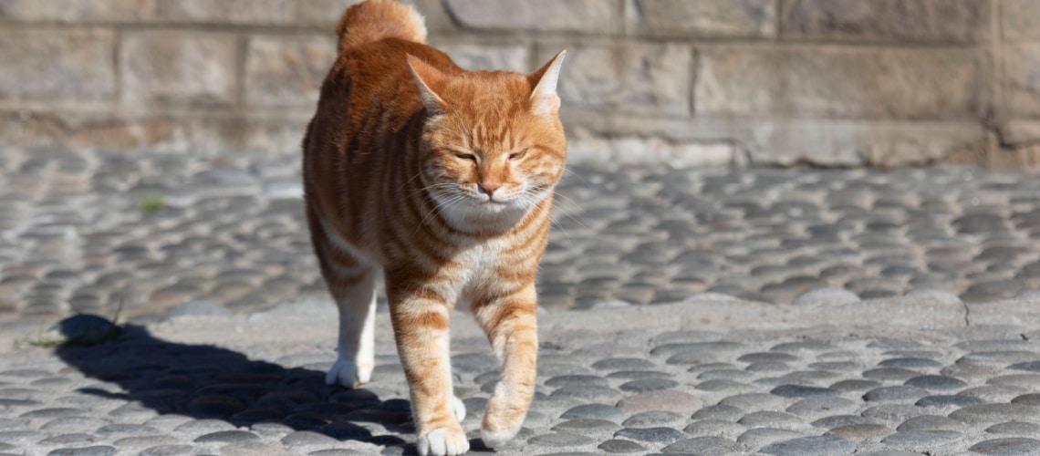 race de chat bobtail des kouriles