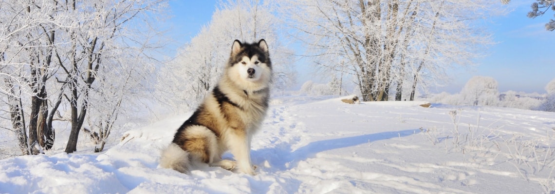 malamute de l'alaska