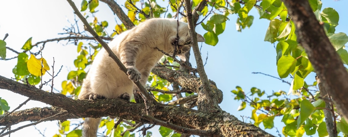 siamois chasse oiseau