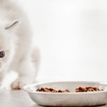 Alimentation d'un chaton stérilisé