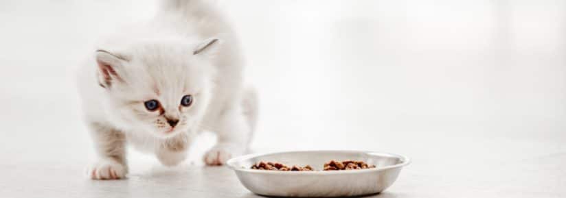 Alimentation d'un chaton stérilisé