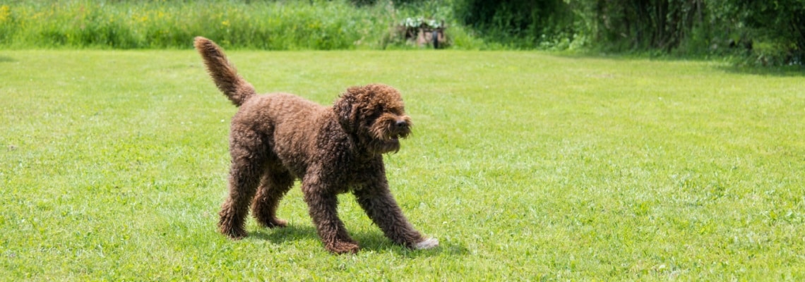 Barbet dans jardin