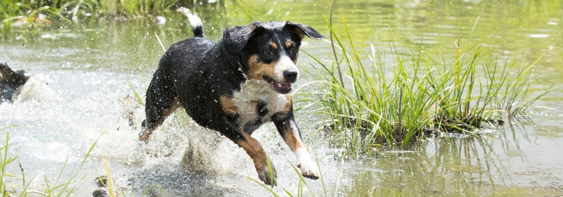 Bouvier de l’Entlebuch