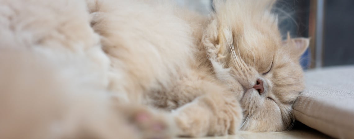 British Longhair