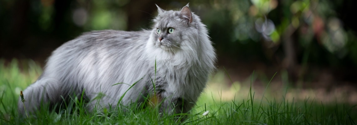 British Longhair