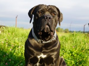 Cane Corso