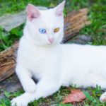 Chat albinos