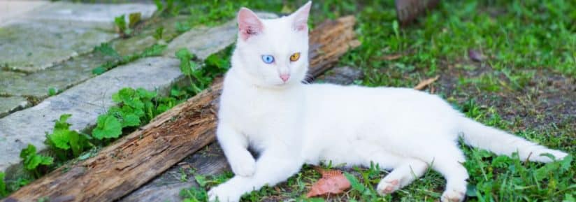 Chat albinos