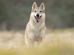 Chien Loup Tchécoslovaque