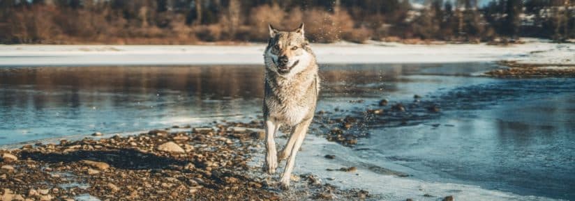 Chien Loup Tchèque