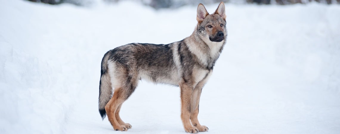 Chien Loup de Saarloos