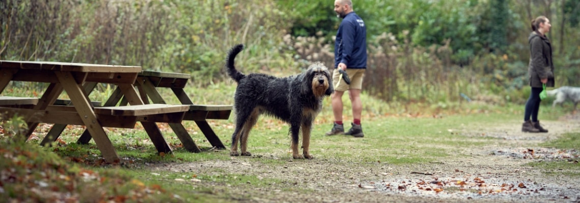 Chien à Loutre