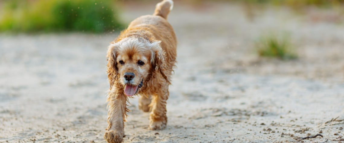 Chien d'eau américain