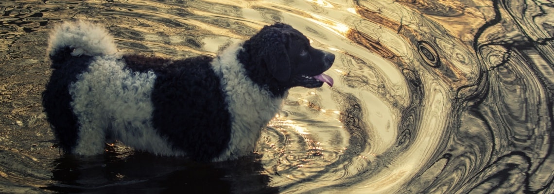 Chien d'eau frison