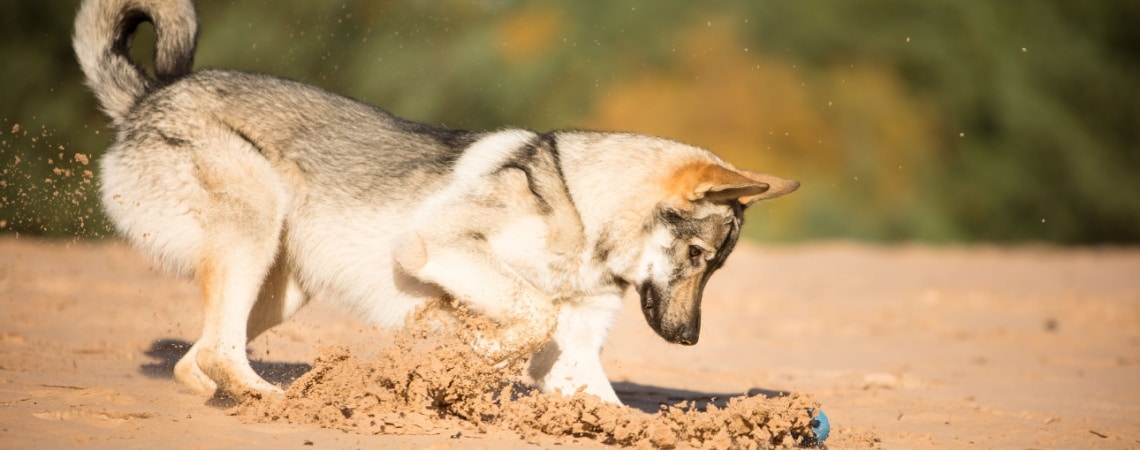 Chien-loup tchécoslovaque