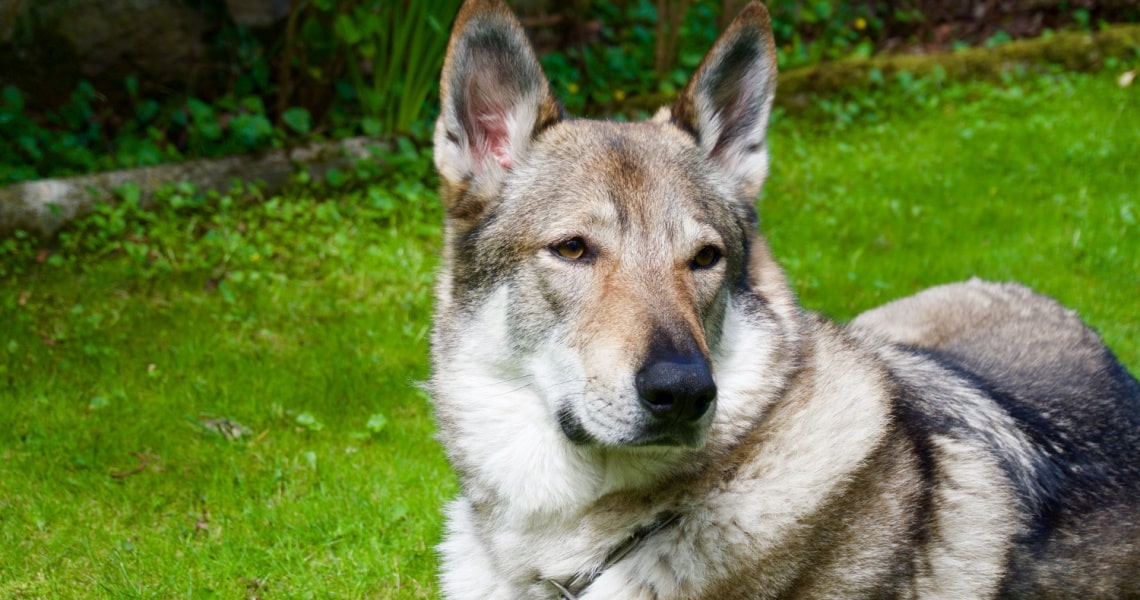 Chien-loup tchécoslovaque